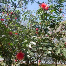 Other red flowers